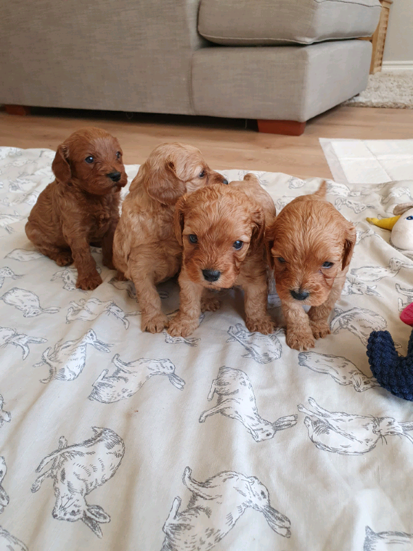 gumtree cavapoo puppies